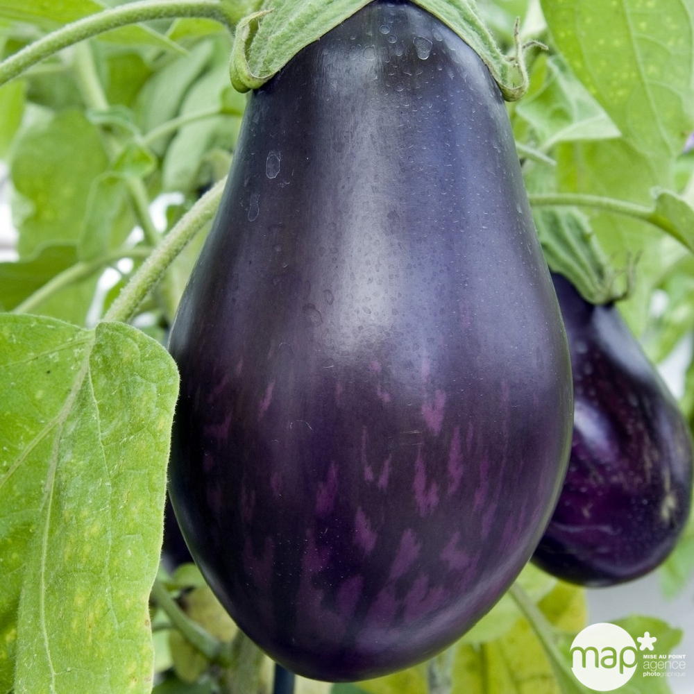 Plant d'aubergine 'Bonica' F1 greffée : pot de 1 litre