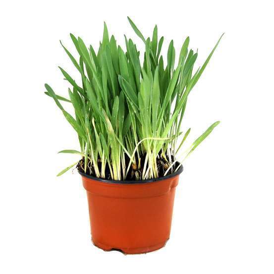 Menthe des chats : pot D10.5cm