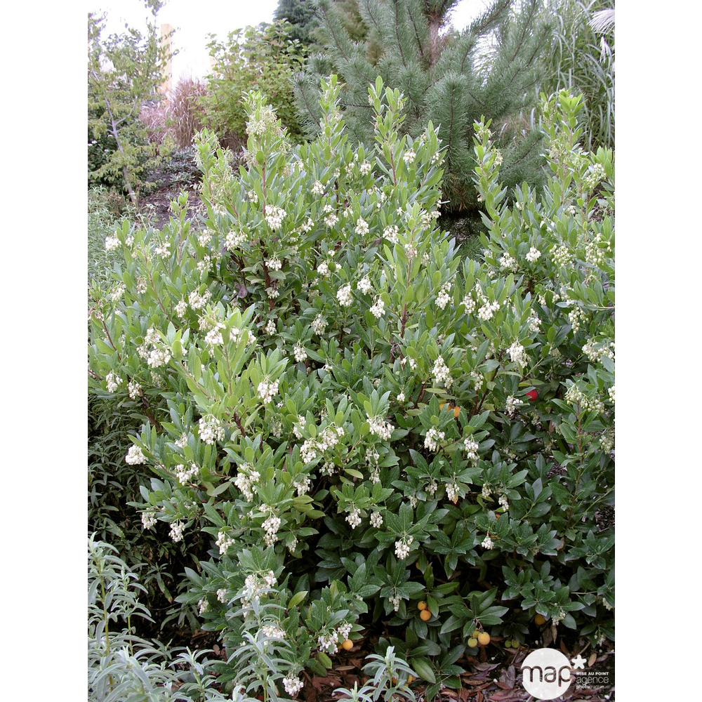 Arbutus Unedo : pot de 3L