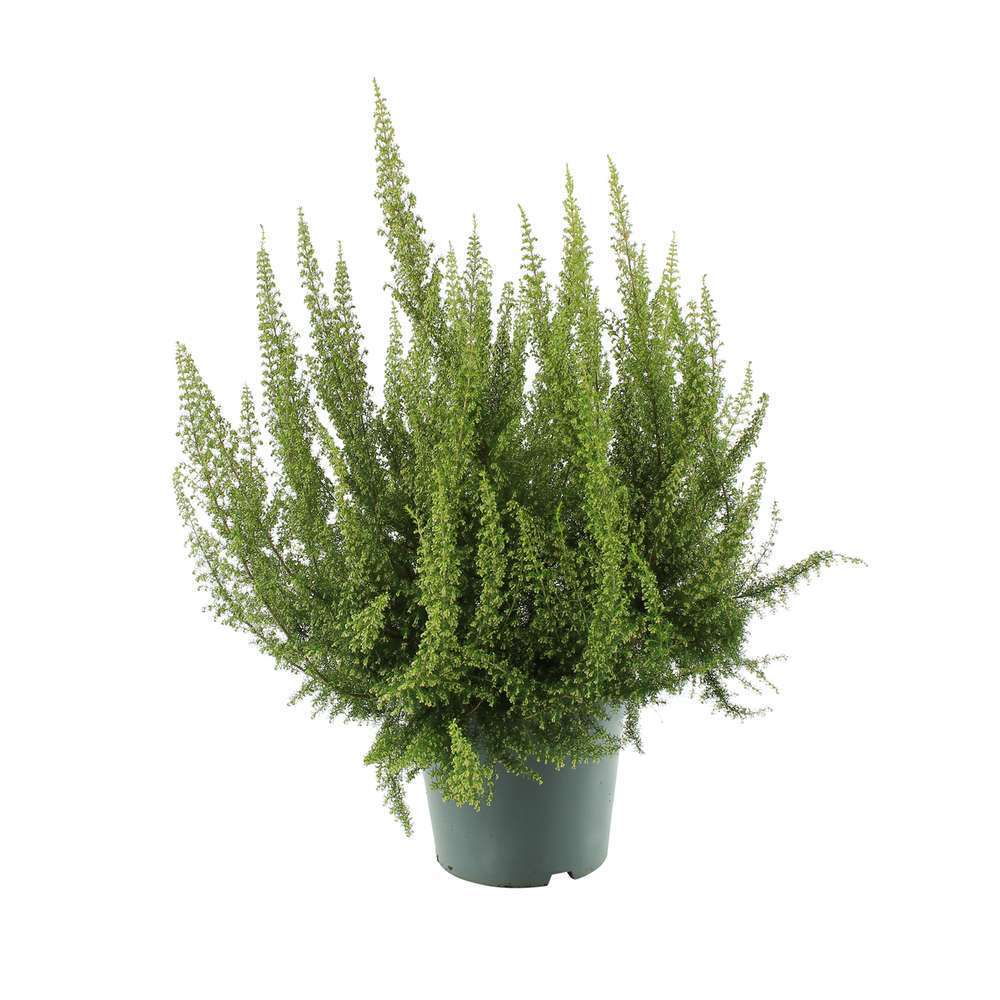 Erica arborea 'Pink Joy' : H 40/60 cm, ctr 7 L (blanche)
