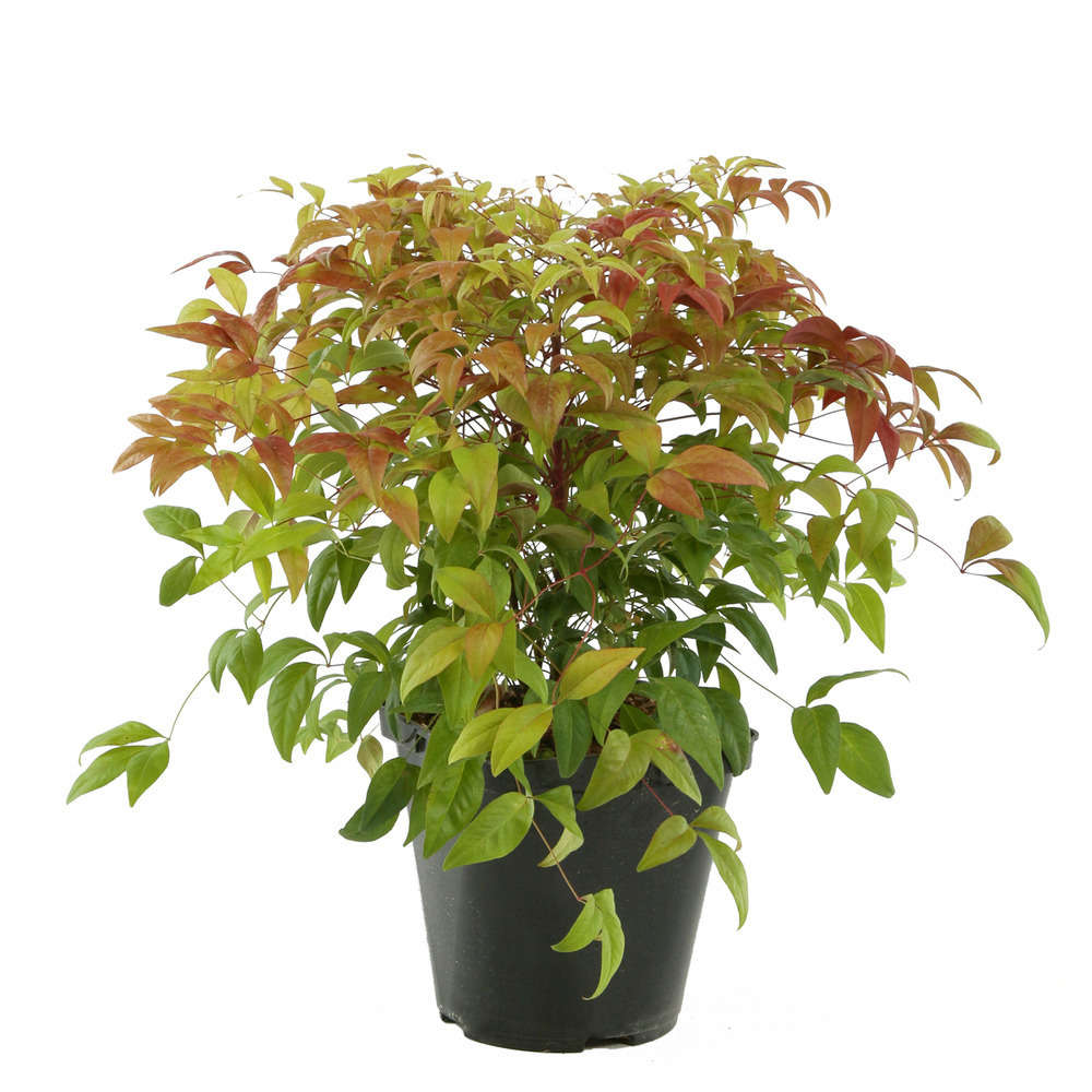 Nandina domestica ' Fire Power ' : ctr 3 litres