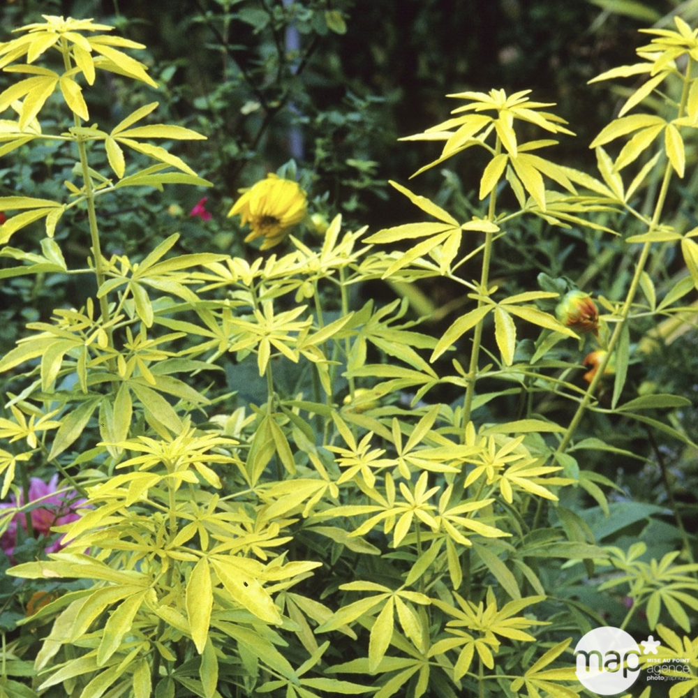 Choisya Ternata Goldfinger : Pot 5L