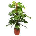 Monstera Deliciosa Philodendron : H.120 cm