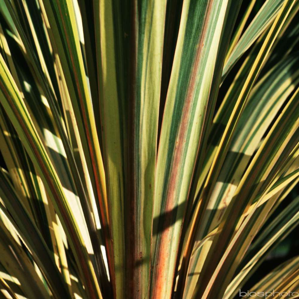 Cordyline australis 'Albertii' :conteneur 5 litres