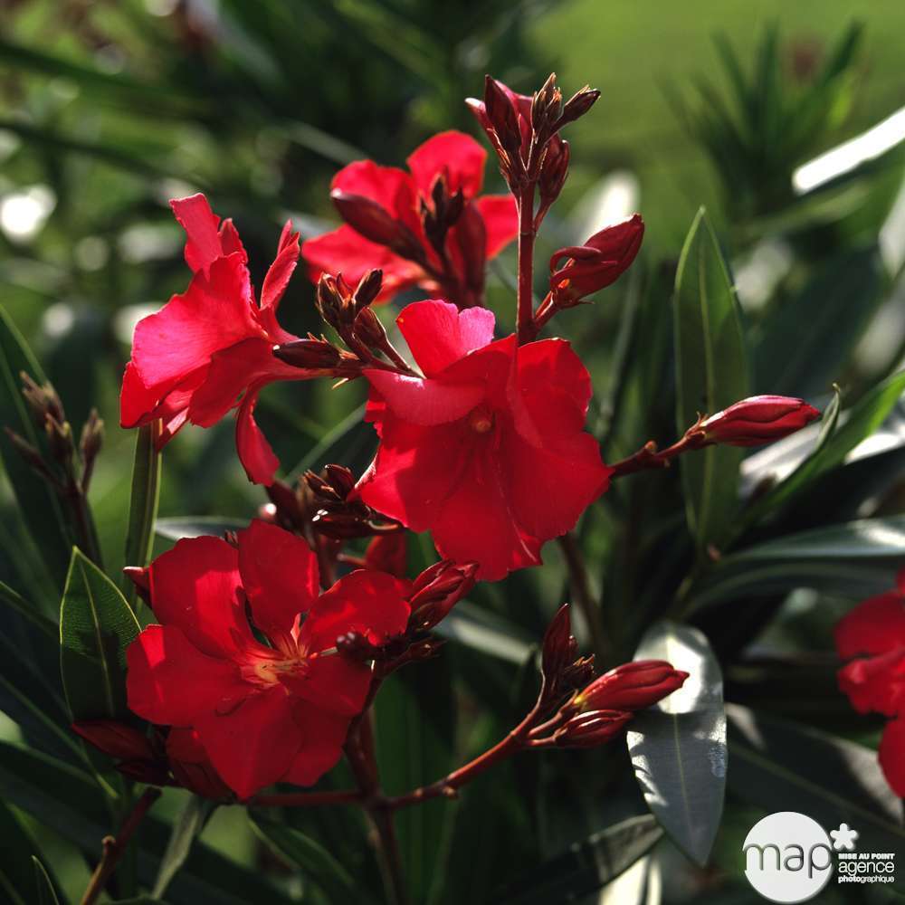 Nerium Oleander : ctr 3 litres
