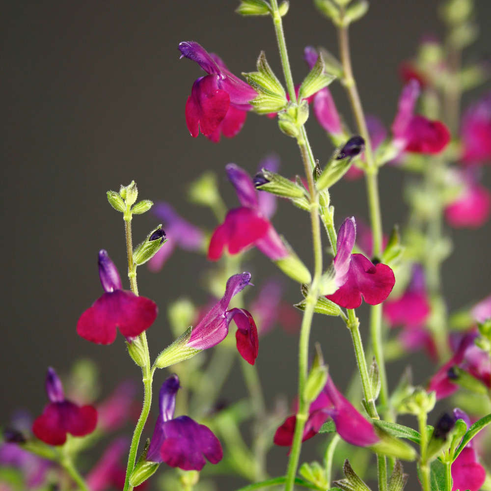 Salvia varié : ctr 5 L