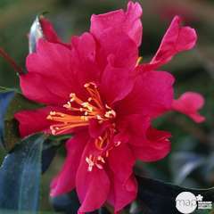 Camellia sasanqua : H 30/40 cm, ctr 3 Litres