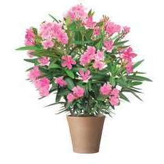Nerium Oleander : ctr 15 litres