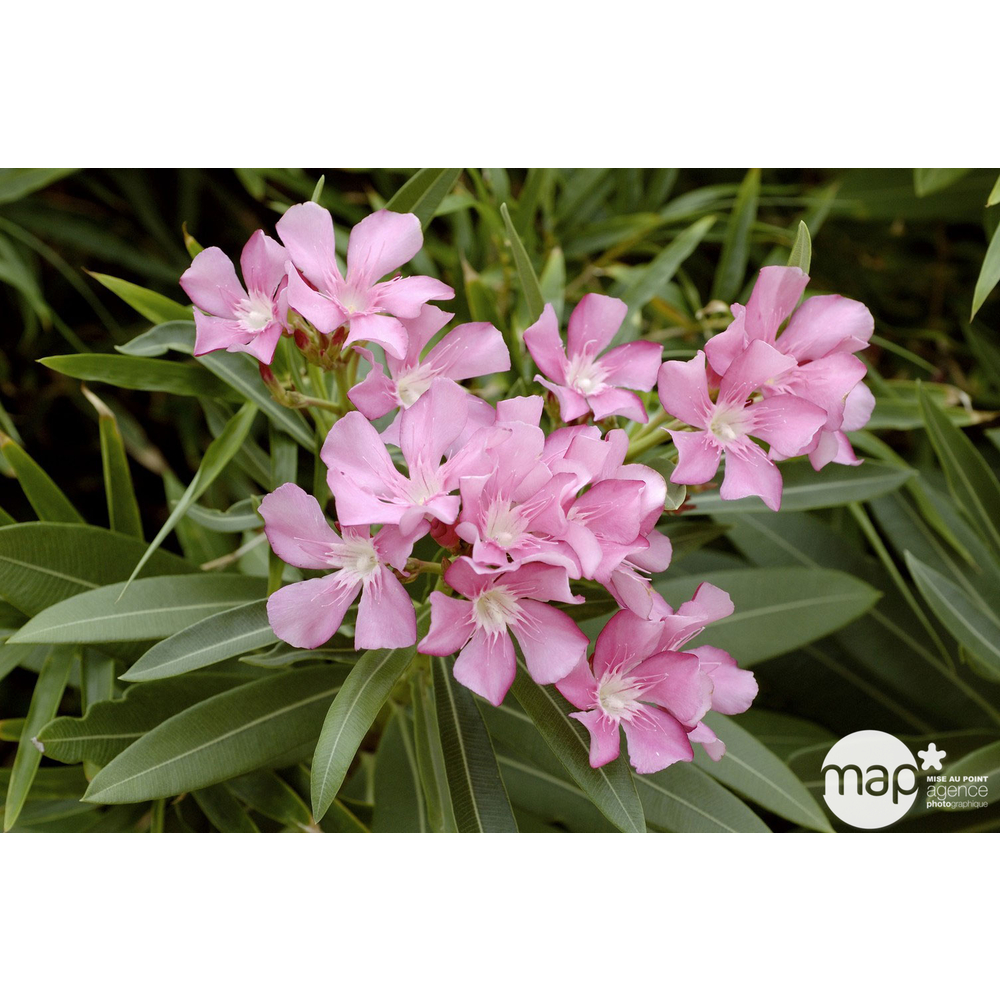 Nerium Oleander : ctr 15 litres