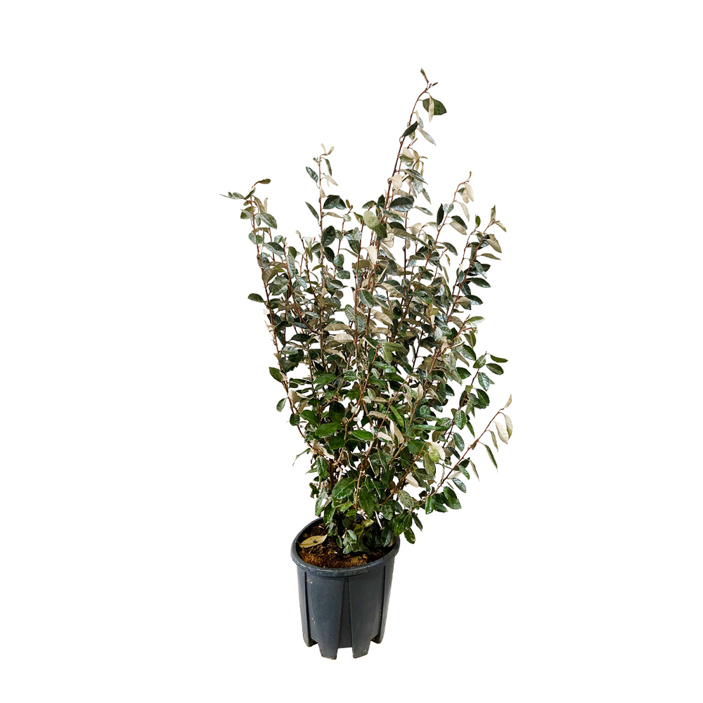 Elaeagnus x ebbingei: h.125/150cm pot 18L
