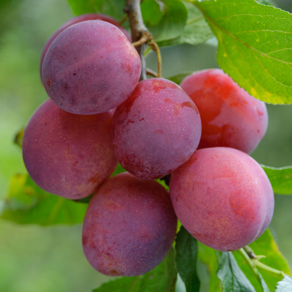 Prunier Reine Claude de Victoria : demi tige ctr 15 litres