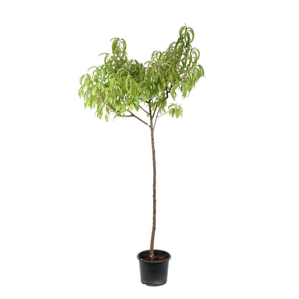 Pêcher Madeleine de Courson : ½ tige, 4-5 ans, H 170-180 cm