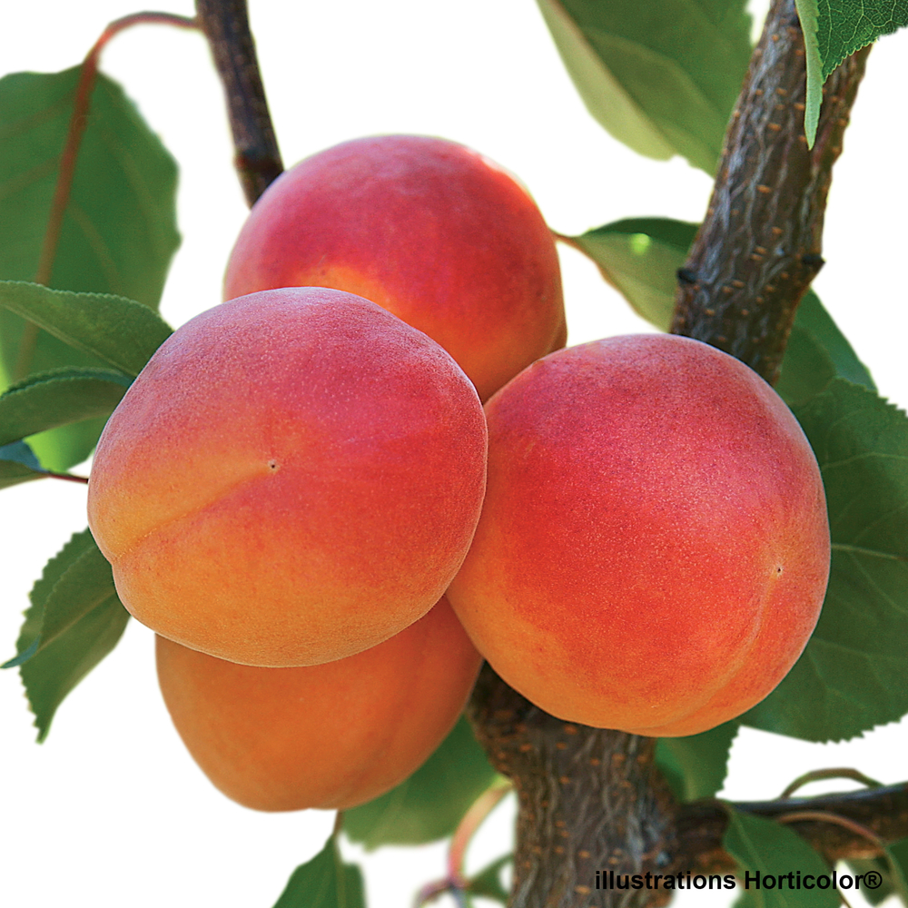 Abricotier précoce de Montplaisir : gobelet prêt à planter