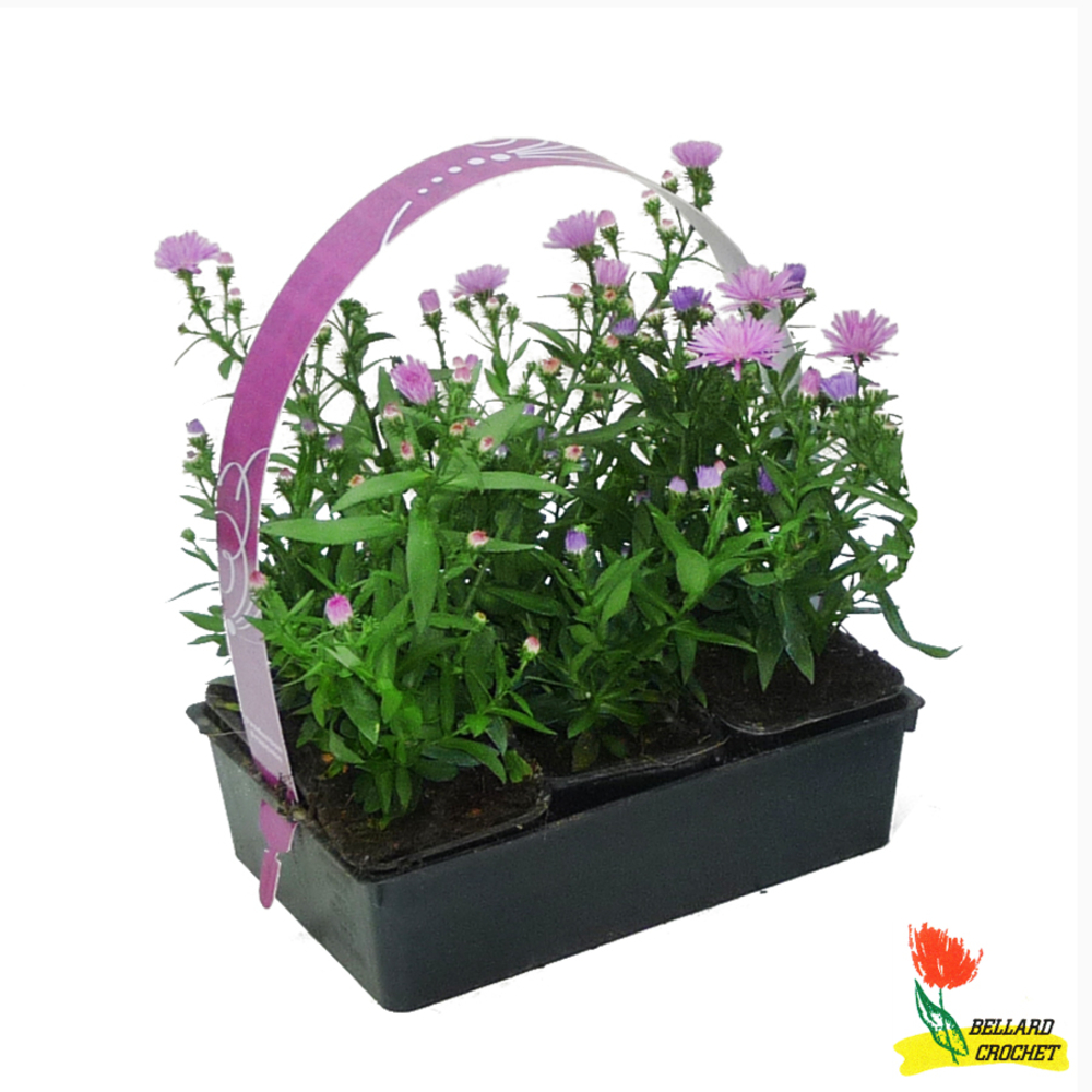 Aster d'automne : godet 8 cm barquette de 6 godets