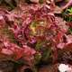 Plants de batavia rouge Grenobloise : barquette de 12 plants