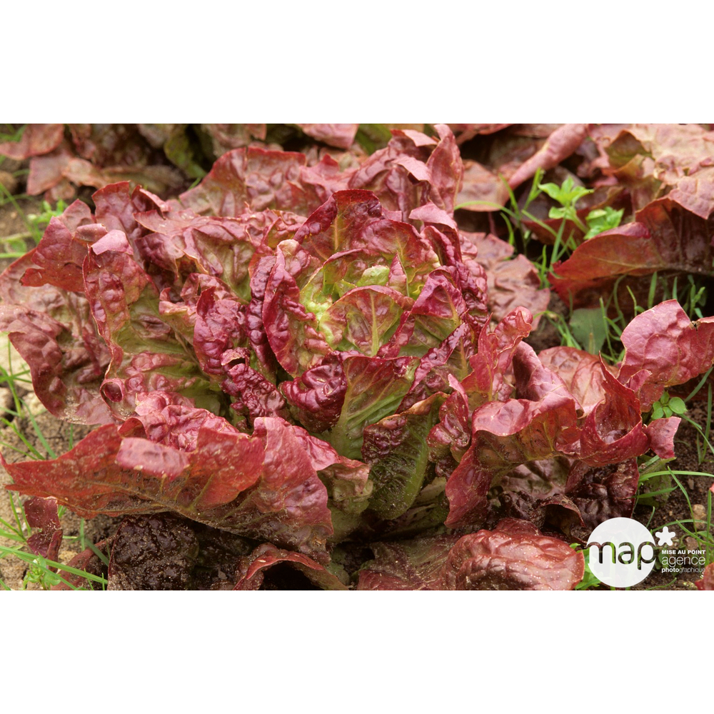 Plants de batavia rouge Grenobloise : barquette de 12 plants