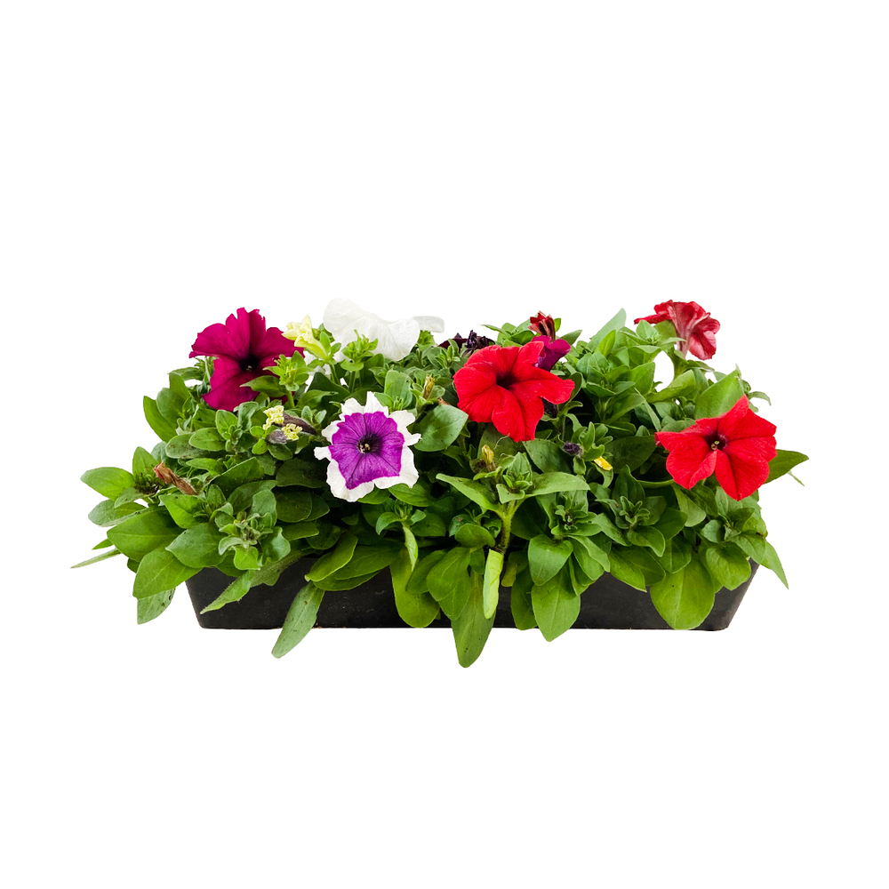 PÃ©tunia bravoÂ® pyro: barquette de 10 plants