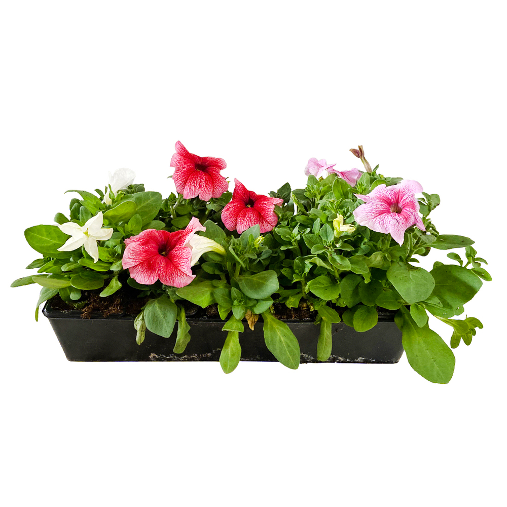 PÃ©tunia bravoÂ® opaline: 10 plants