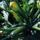 Plants de courgettes 'Tarmino' F1 : barquette de 3 plants