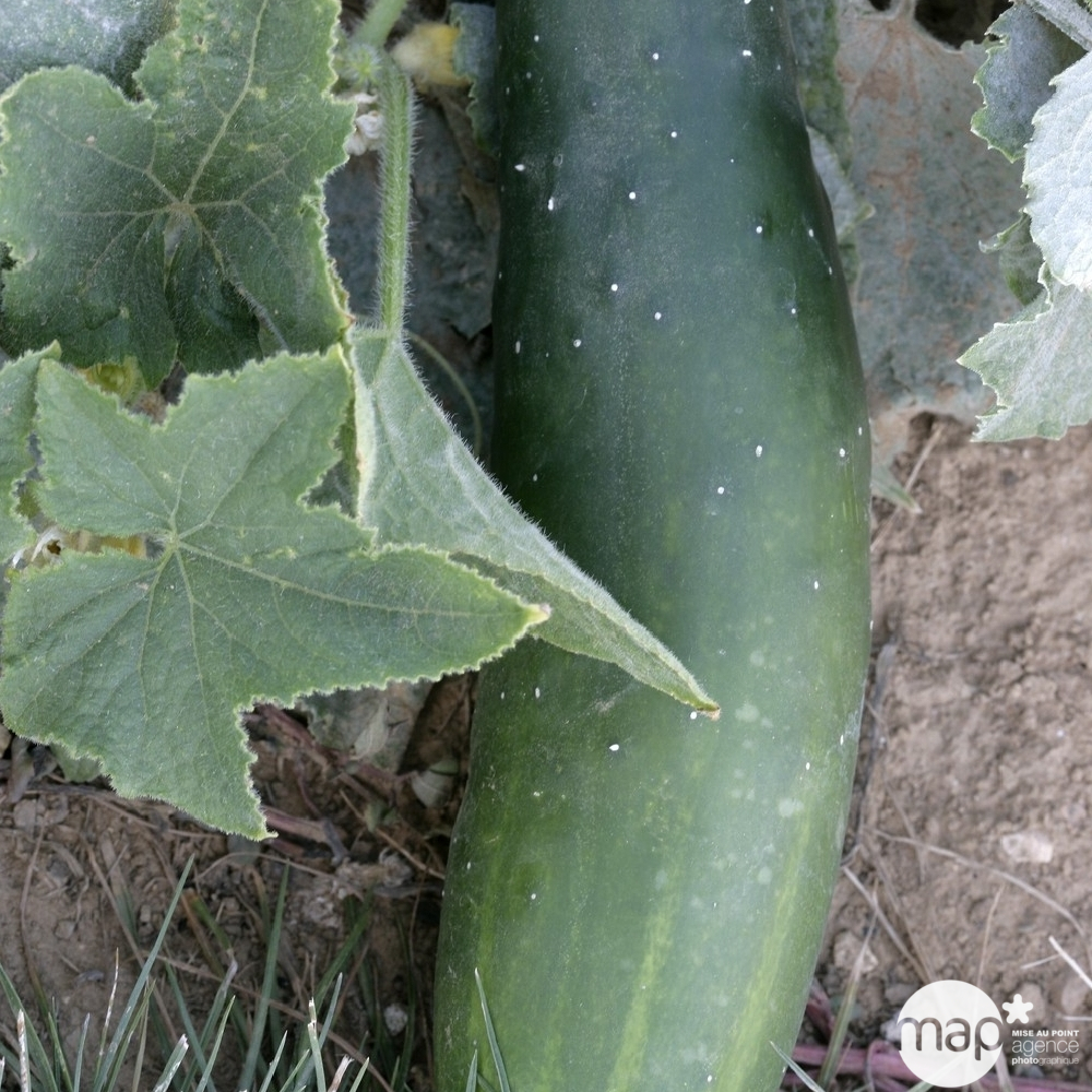 Plants de concombres 'Raider' F1 : barquette de 3 plants