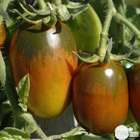 Plant de tomate 'Prune' noire : pot de 0,5 litre