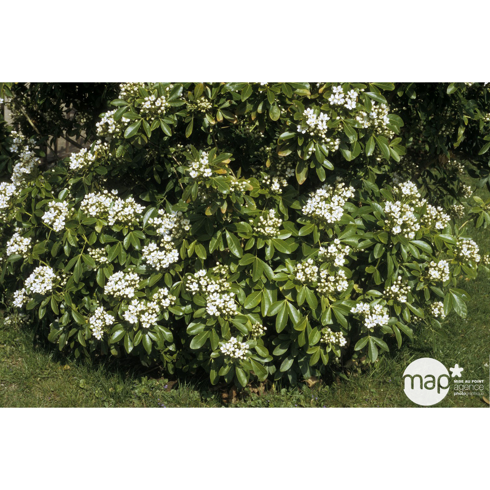 Choisya ternata : ctr 20 litres MIL