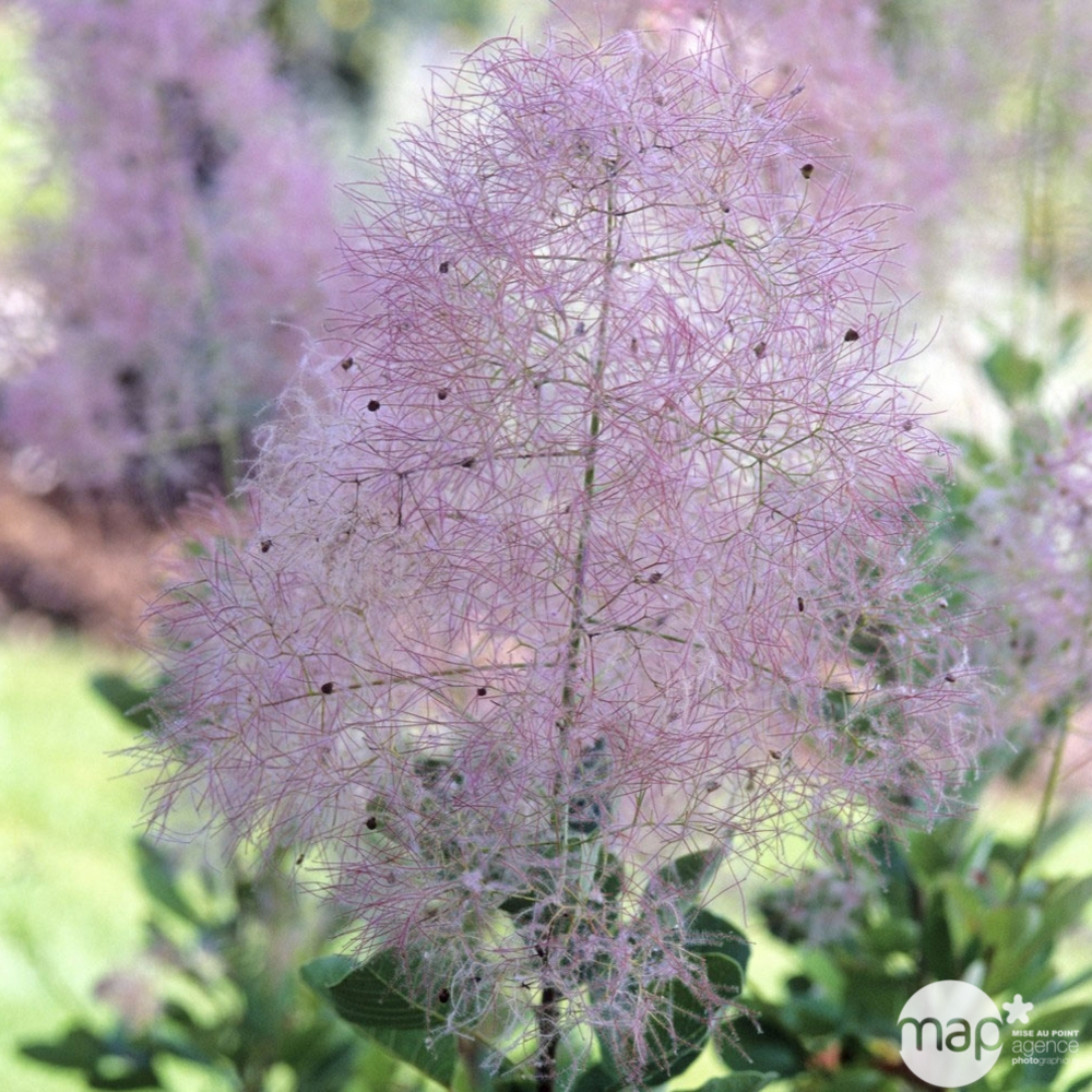 Cotinus coggygria ' Young Lady ' ® : ctr 4 litres
