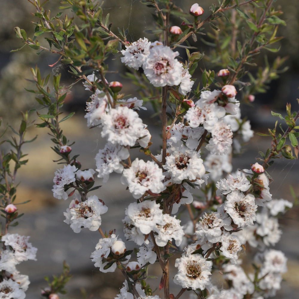 Leptospermum - Pot 4L