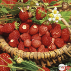 Plant de fraisier 'Reine vallées' : pot de 0,5 litre