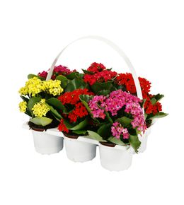 Kalanchoé : barquette, avec anse, de 6 plants - Coloris variables