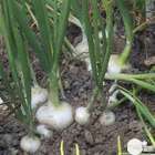 Plant d'oignon blanc 'Vaugirard' : pot de 1 litre