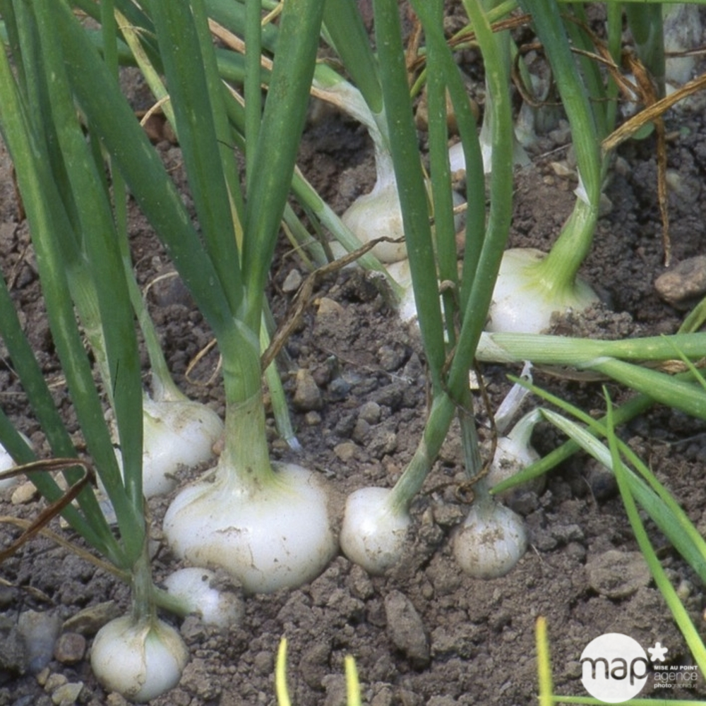 Plant d'oignon blanc 'Vaugirard' : pot de 1 litre
