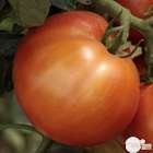 Plants de tomates 'Fantasio' F1 : barquette de 6 plants