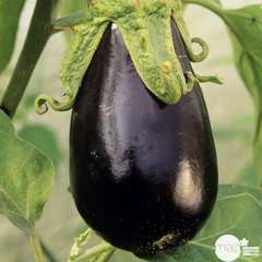 Plant d'aubergine 'Baluroi' F1 : pot de 0,5 litre