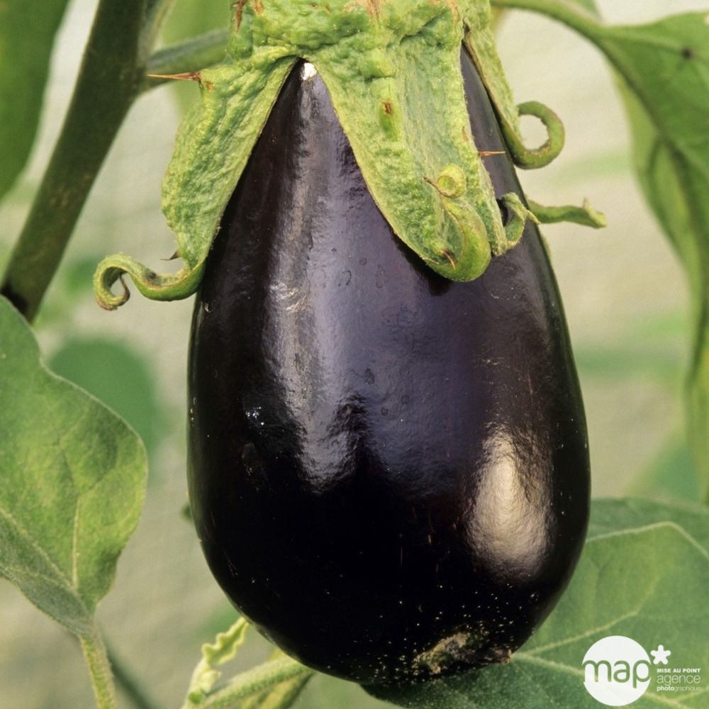 Plant d'aubergine 'Baluroi' F1 : pot de 0,5 litre