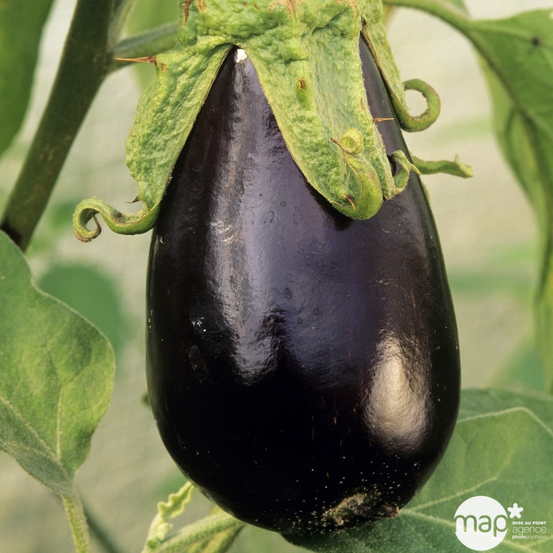 Plant d'aubergine 'Baluroi' F1 : pot de 0,5 litre