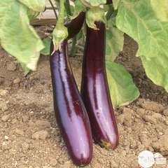Plant d'aubergine Violette Longue 'Sultane' F1 : pot de 0,5 litre