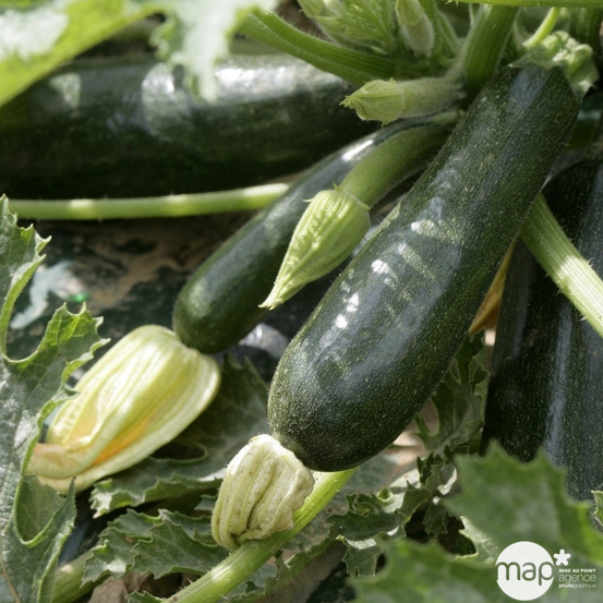 Plant de courgette 'Astia' F1 : pot de 0,5 litre