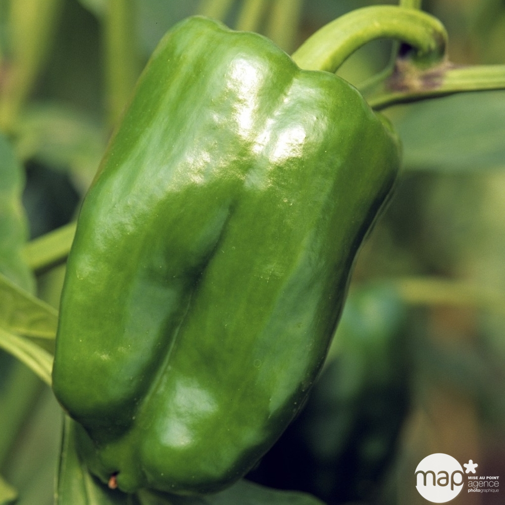 Plant de poivron 'Lamuyo' F1 : pot de 0,5 litre