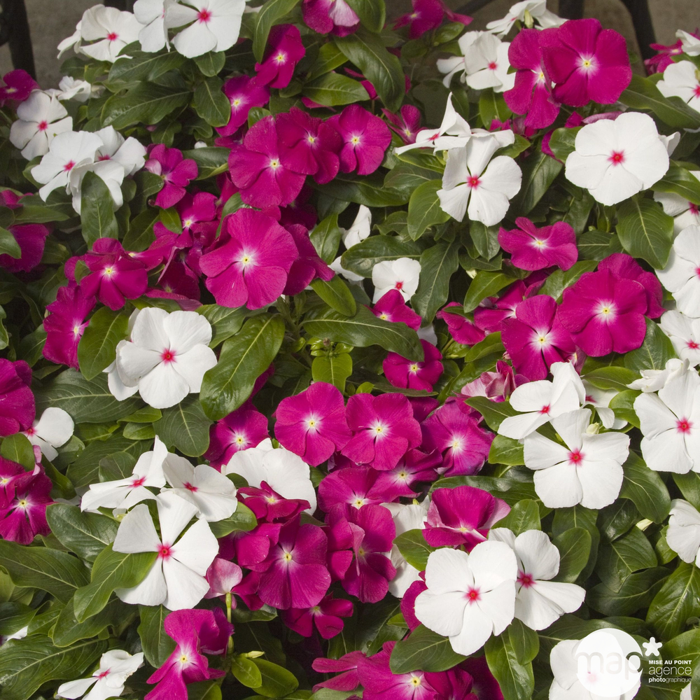 Pervenche de Madagascar, Catharanthus roseus : pot 0.65L