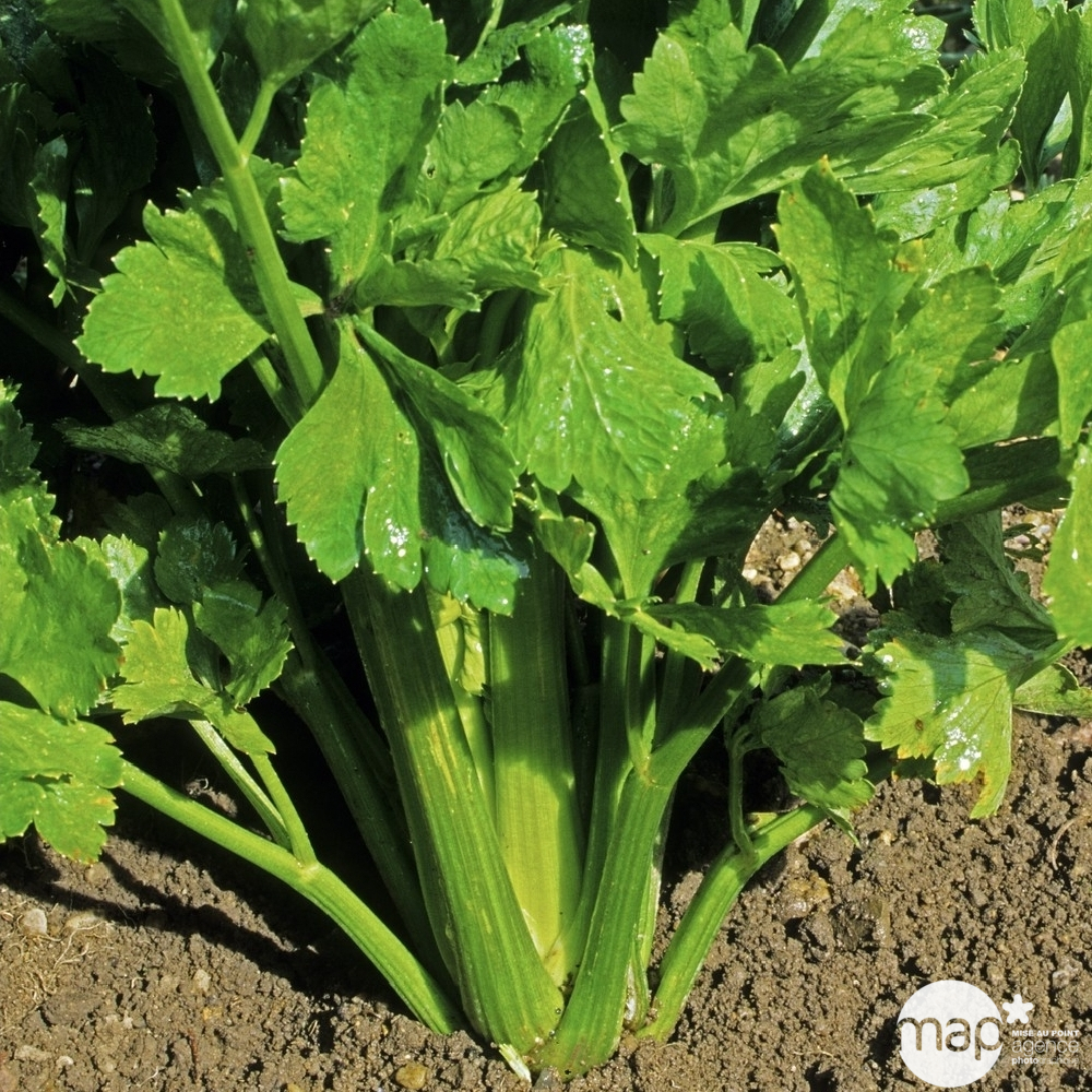 Plants de céleris branche 'Delne' : barquette de 6 plants