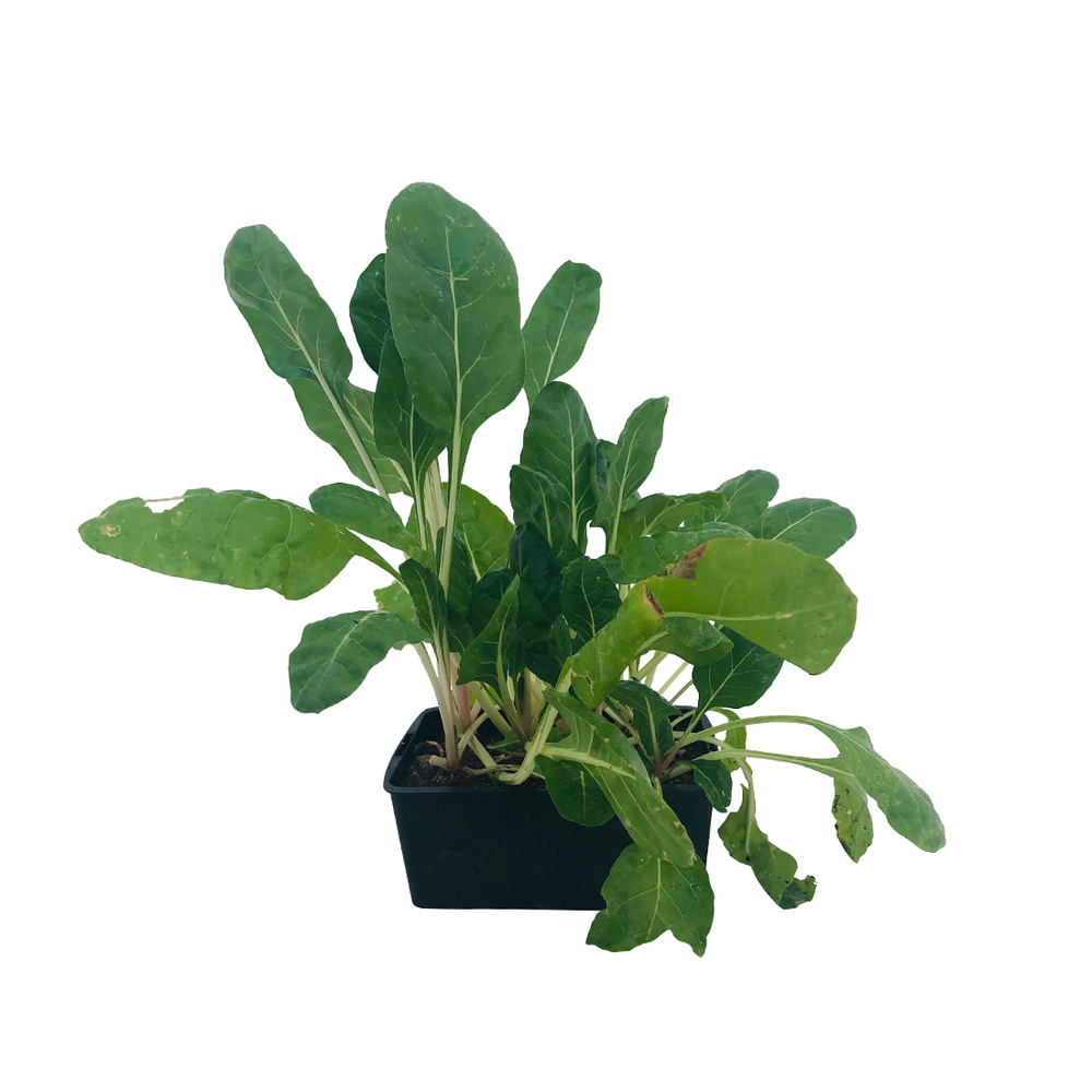 PoirÃ©e verte carde blanche: 3 plants