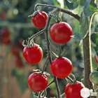 Plants de tomates cerises 'Sweet 100' F1 : barquette de 3 plants