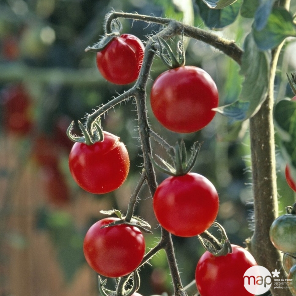 Plants de tomates cerises 'Sweet 100' F1 : barquette de 3 plants