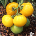 Plants de tomates 'Lemon Boy' F1 : barquette de 3 plants