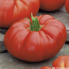 Plants de tomates 'Supersteak' F1 : barquette de 3 plants