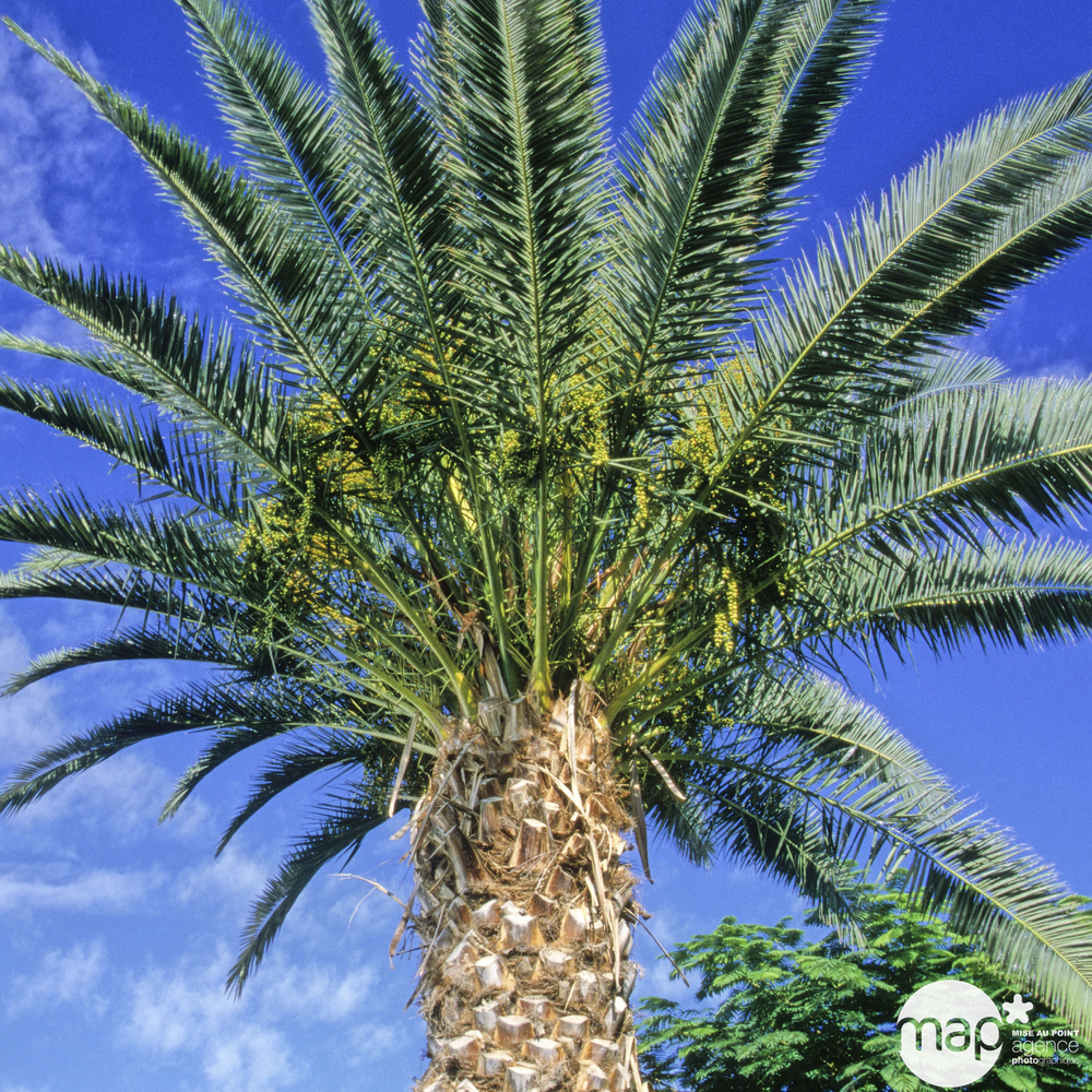 Phoenix canariensis : pot diamètre 25 cm deco