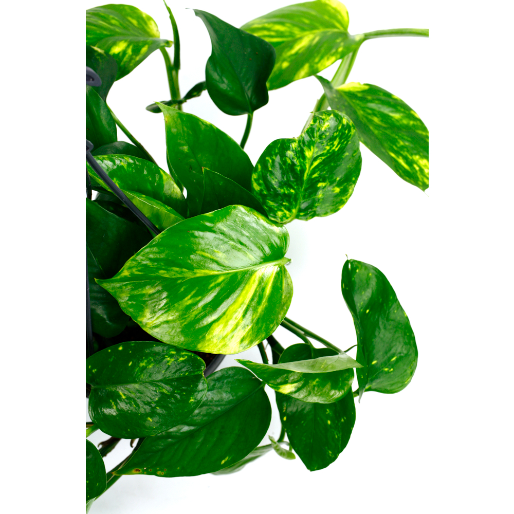Pothos : suspension Ø15cm