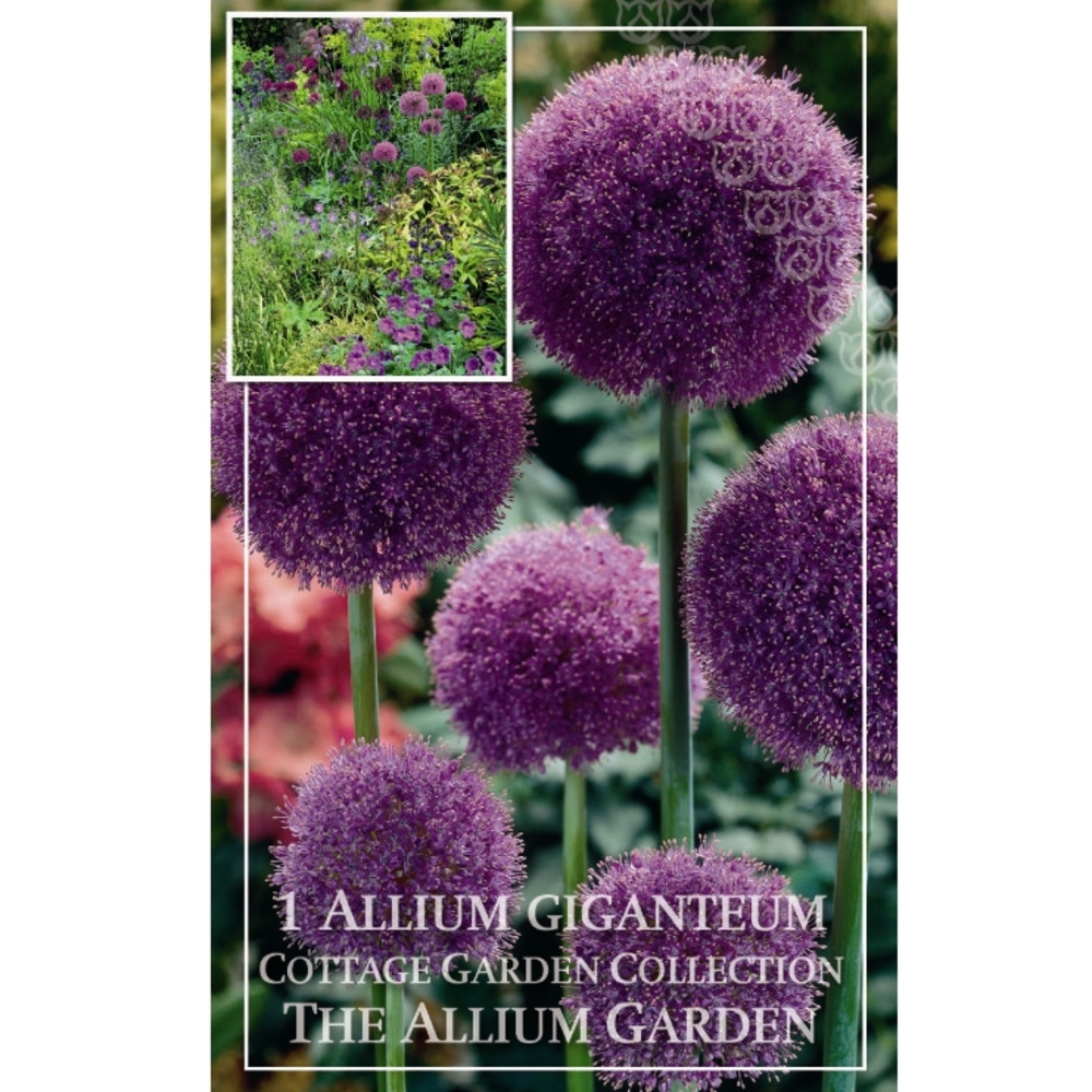 Bulbe d'allium giganteum - x1