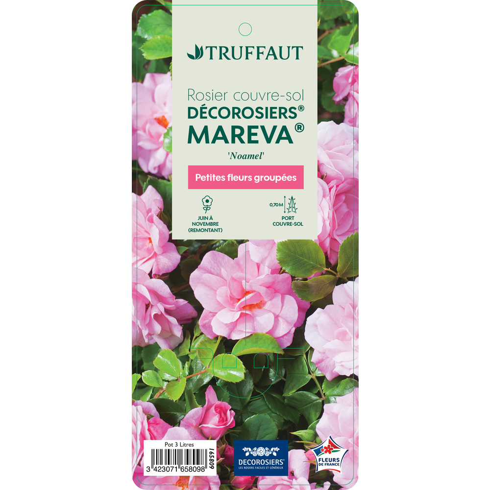 Rosier couvre-sol Décorosier® 'Mareva®' (Noamel) : pot de 3 litres